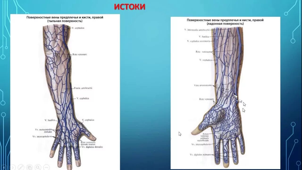 Вены верхней конечности анатомия схема. Латеральная подкожная Вена руки анатомия. Срединная локтевая Вена. Поверхностная Вена предплечья.
