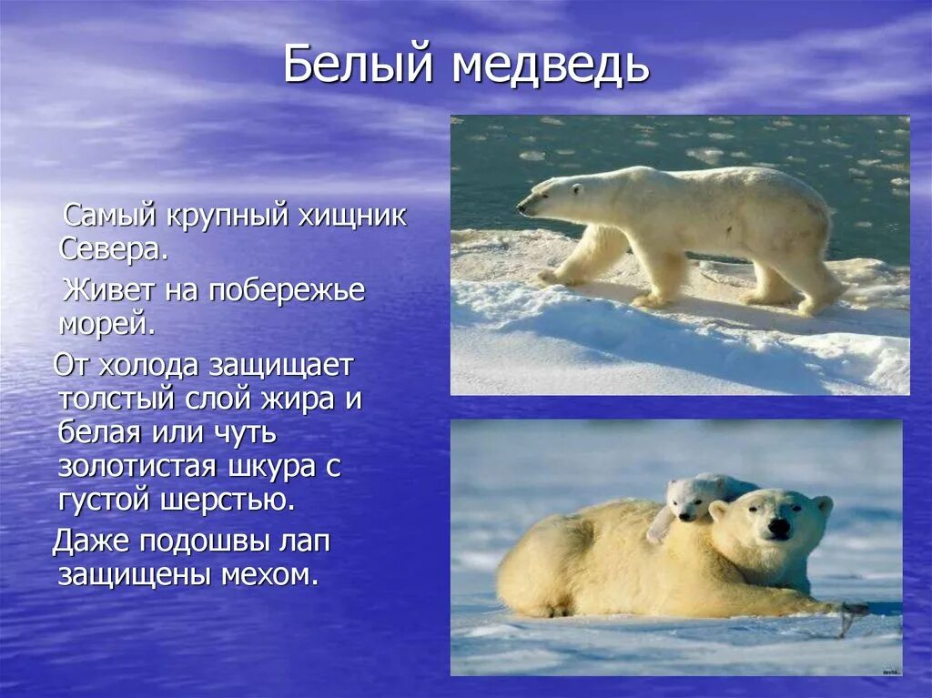 Почему мех защищает от холода