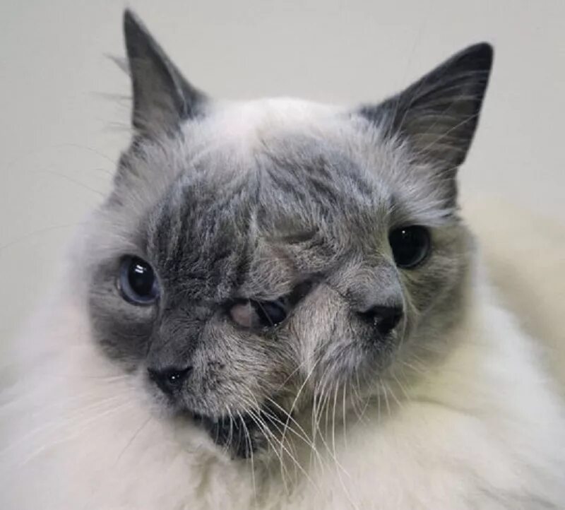 Кот 2 головы. Странные котики. Кот 2 головы. Рожденные котята. Самые опасные кошки.