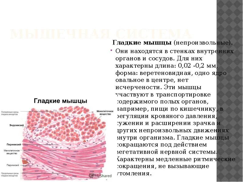 Состоят из многоядерных веретеновидных клеток. Гладкие мышцы кишечника. Гладкая мускулатура кишечника. Гладкая мускулатура человека где находится. Гладкие мышцы кишечника функции.