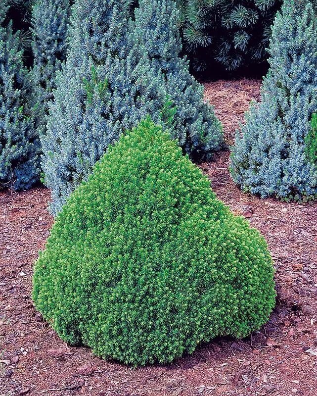 Известно что ель канадская хвойное растение используется. Ель сизая (Picea glauca) “Alberta Globe”.