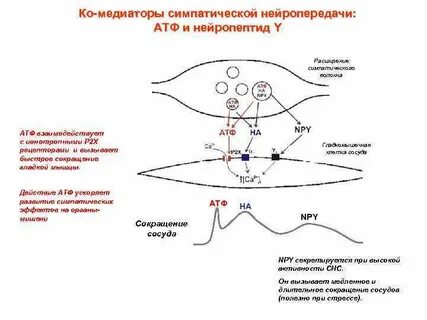 Роль медиаторов в организме