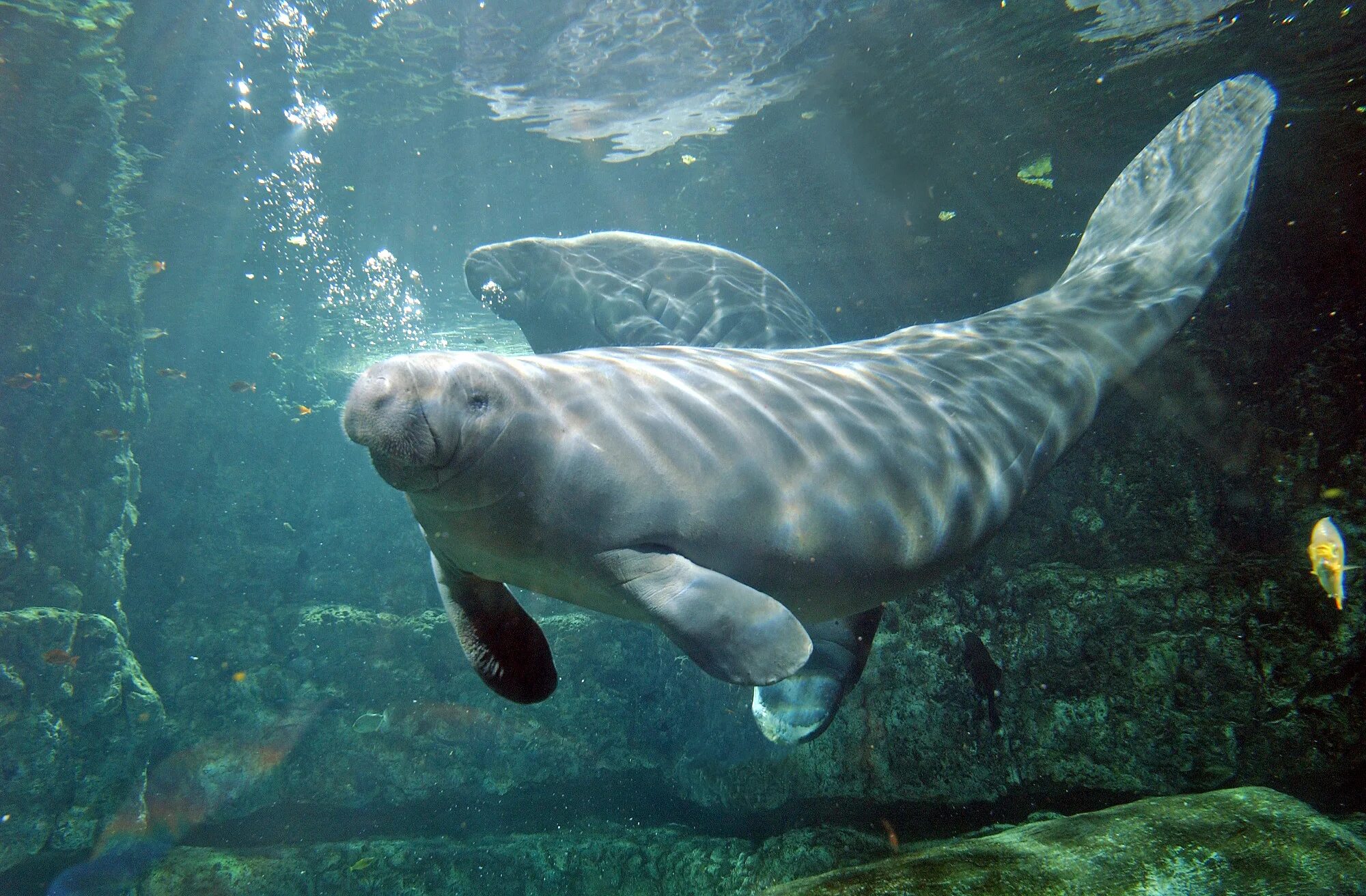 Американский ламантин trichechus manatus. Стеллерова морская корова. Дюгонь морская корова. Сирены млекопитающие. Дюгонь морская корова.