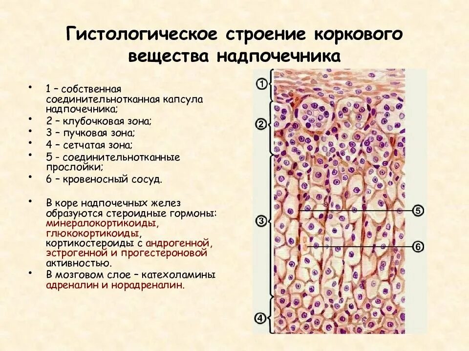 Клетки коркового вещества надпочечников. Клетки коркового вещества надпочечников. Строение среза надпочечника. Функции коркового вещества надпочечников. Клетки коркового вещества надпочечников.