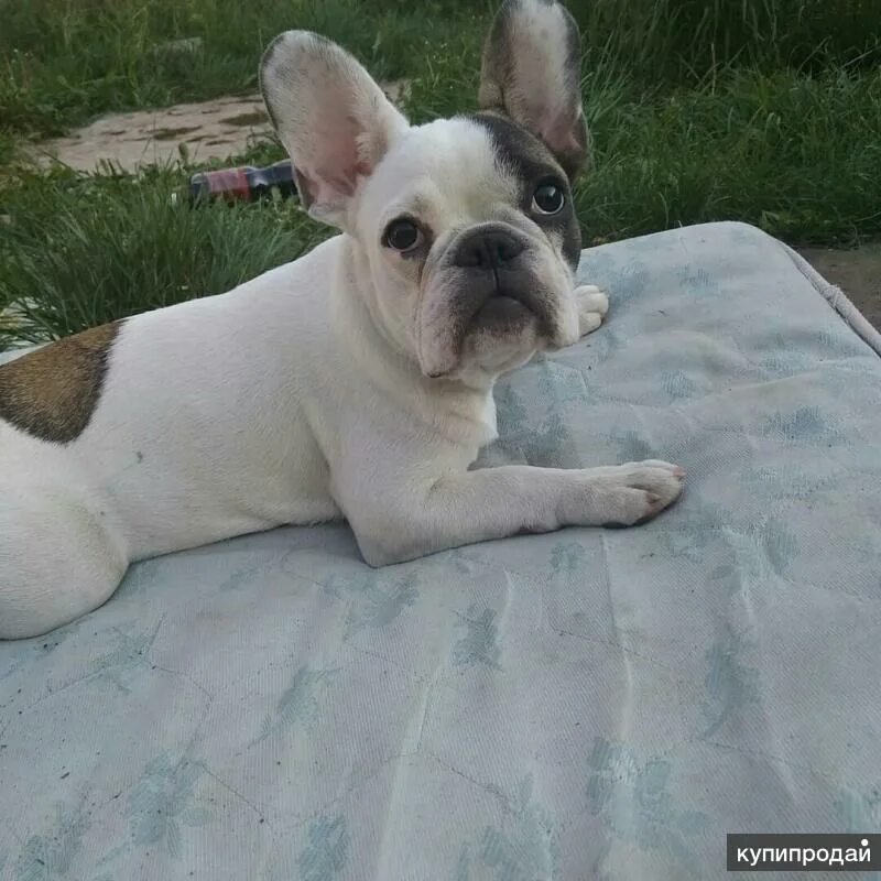 Французский бульдог калининград. Французский бульдог в ринге. Бульдог самара. Полевые французский бульдог. Питомник французских бульдогов.