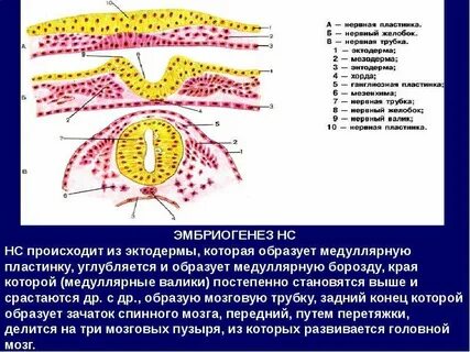 Нервная пластинка