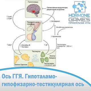 Гипоталамус яичек