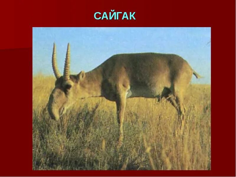 Енген. Заповедник барсакелмес животные. Жануарлар мен өсімдіктер. Биоалуантүрлілік презентация. Вилорог ареал.