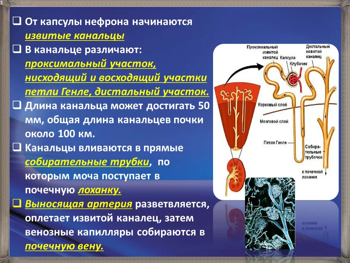 Какой процесс происходит в канальцах нефрона. Капсула нефрона петля Генле. Проксимальный каналец нефрона гистология. Строение почки капсула нефрона. Дистальный отдел нефрона.