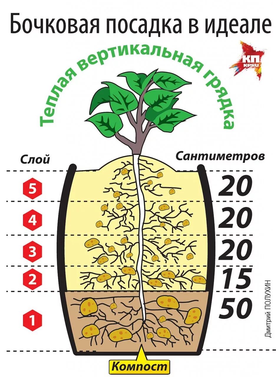 Температура почвы для посадки картофеля. Оптимальная посадка картофеля. Способы посадки картофеля. Метод посадки картофеля.