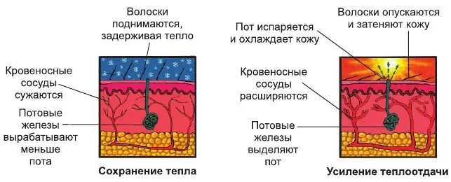 Расширение кожных сосудов. Сужение сосудов кожи и расширение. Влияние холода на сосуды. Что происходит при расширении сосудов