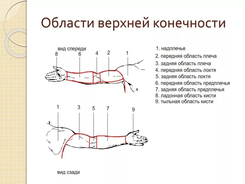 Операции верхних конечностей. Области верхней конечности топографическая анатомия. Наружные ориентиры верхней конечности топографическая анатомия. Границы области верхней конечности топографическая анатомия. Верхняя конечность топографическая анатомия и Оперативная хирургия.