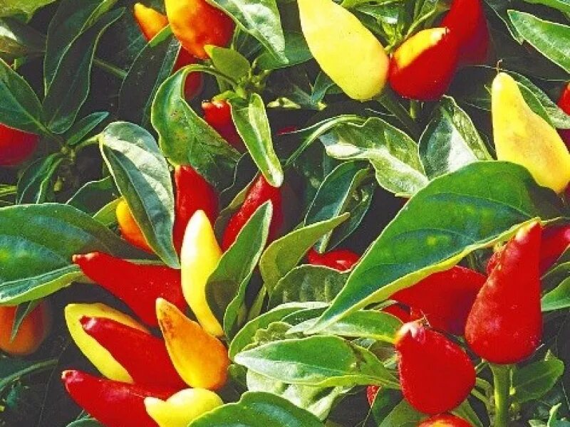 Перец острый декоративный маленькое чудо. Перец маленькое чудо. Перец острый маленькое чудо. Перец маленькое чудо. Перец кустарниковый огонек.