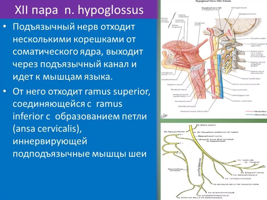 Подъязычный нерв нерв топография. 12 Пара черепных нервов подъязычный. Подъязычный нерв анатомия схема. Иннервация подъязычного нерва. Поражение подъязычного нерва