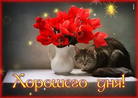Открытки с кошками доброго дня