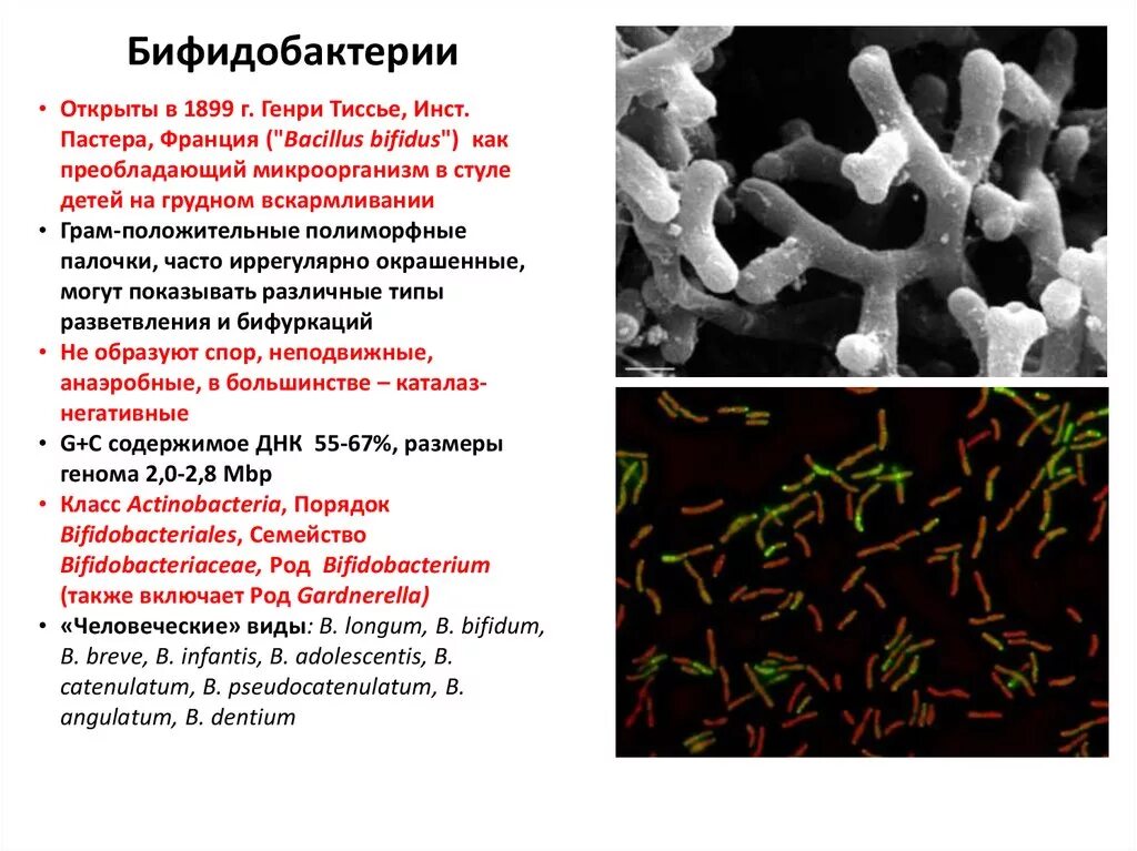 Почему бактерии живые. Симбионты:лактобактерии,бифидобактерии,........ Бифидобактерии и лактобациллы в толстой кишке. Бифидобактерии форма бактерии. Лактобактерии и бифидобактерии отличие.