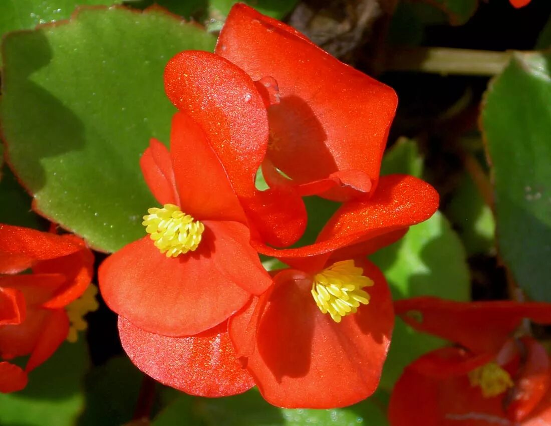 бегония вечноцветущая белая. бегония вечноцветущая листья. бегония семперфлоренс (вечноцветущая). бегония вечноцветущая листья. бегония вечноцветущая красная.