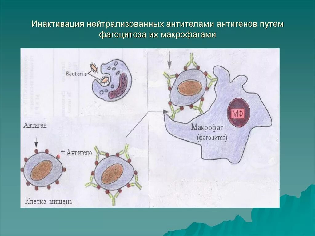 Макрофаги фагоцитоз. Фагоцитоз антигена. Антиген антитело фагоцитоз. Комплекс антиген антитело. Комплекс антиген антитело Фагоцит.