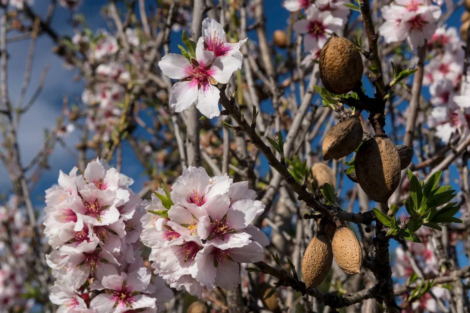 Миндаль обыкновенный (Prunus Dulcis). Миндаль Бухарский. Миндаль Горький куст. Миндаль Горький дерево.