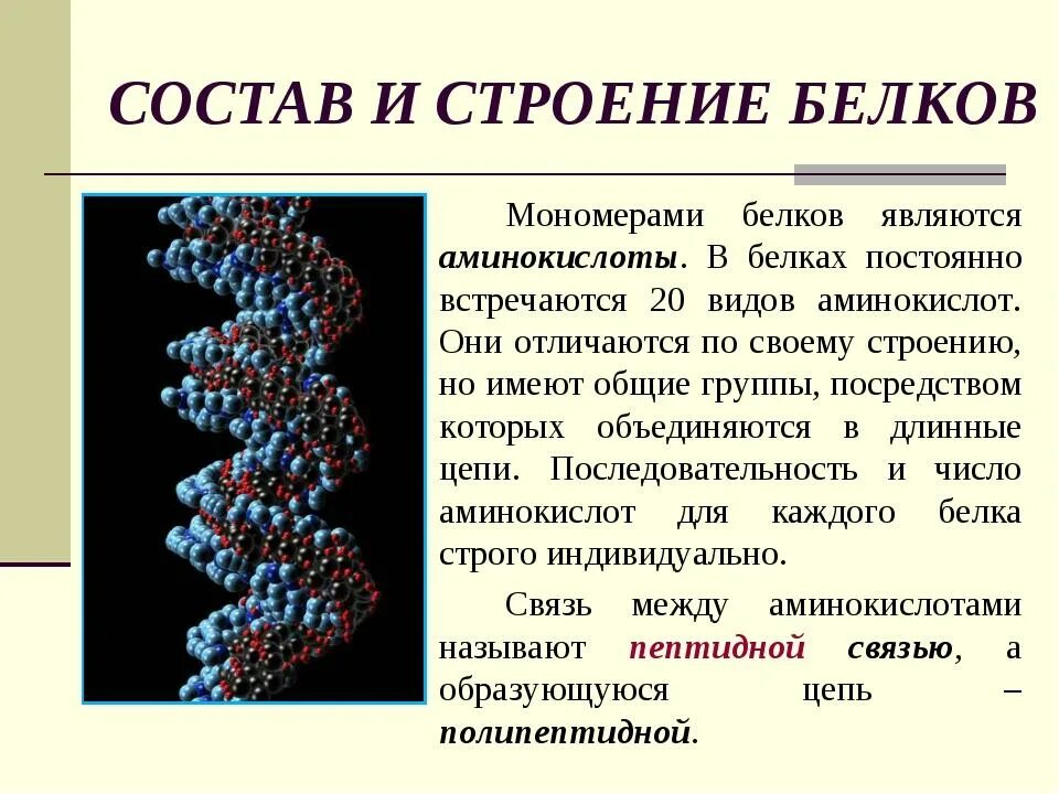 Белок строение. Строение белков. Белки строение структура. Структура и функции белков. Биополимеры крови