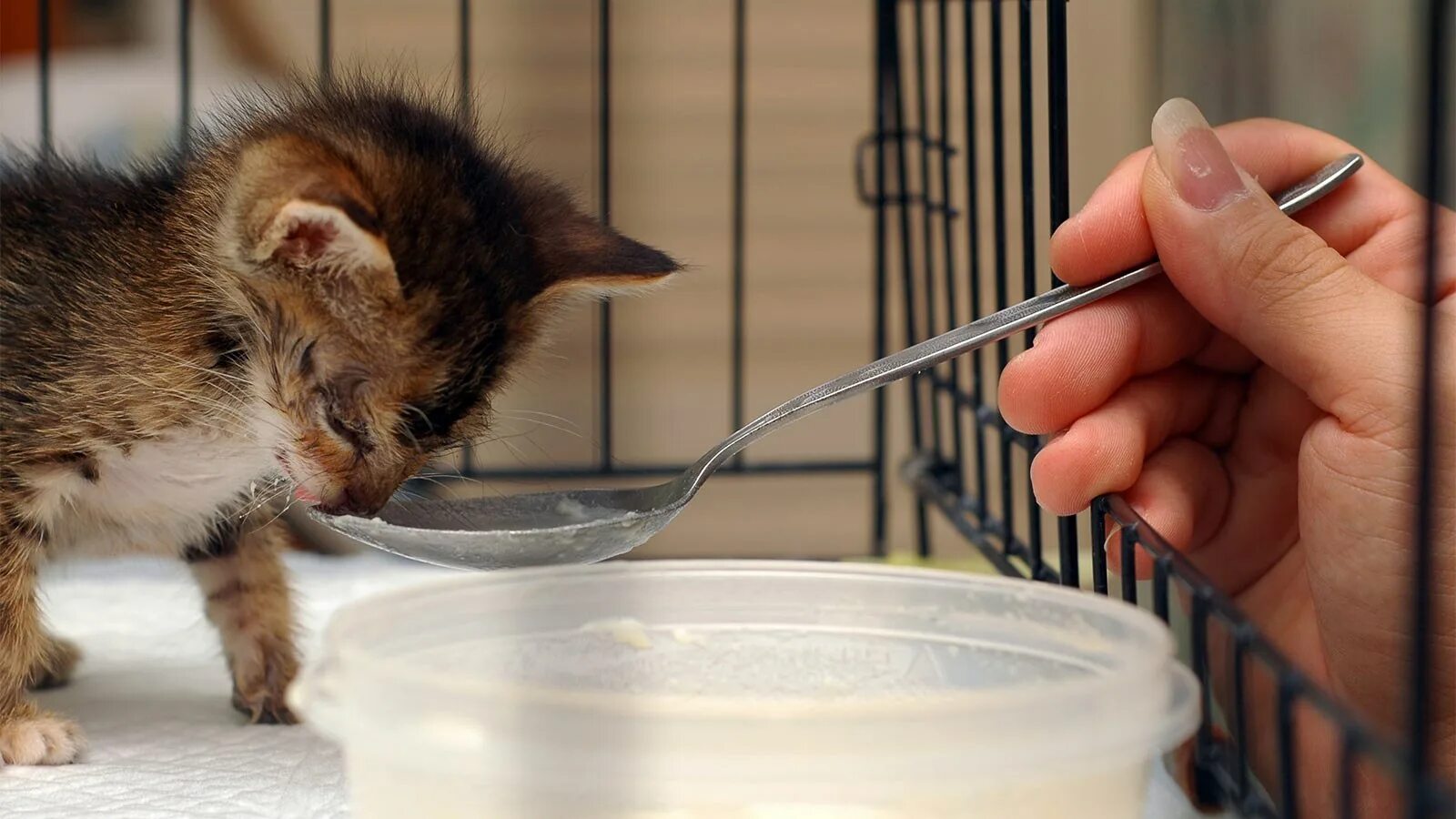 Вредный котенок. Накорми котенка. Собака выкормила котят. Решения для кормления кошек. Сонник кормить котят