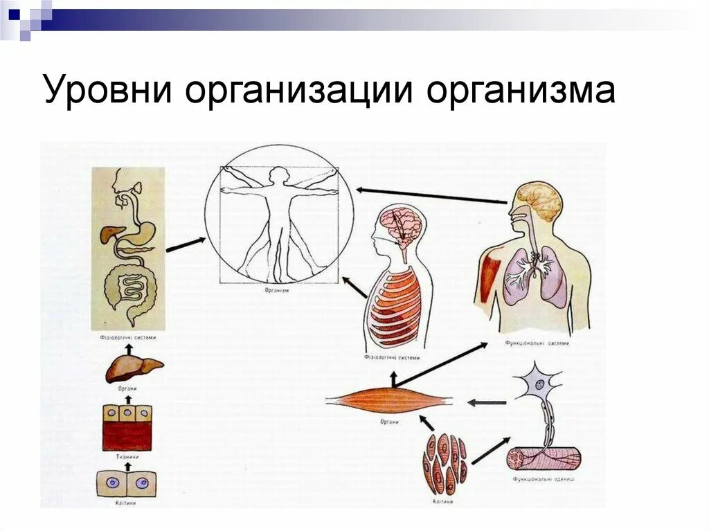 Уровень организации тела. 2. Уровни организации организма человека.. Уровни организации тела человека анатомия. Уровни организации орга. Уровнирганизации организма.