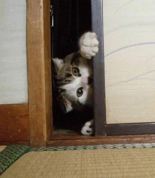 Собака закрывает дверь. Кот заглядывает в дверь. Коты и двери. Кот пролезает в дверь. Дверь для кота.