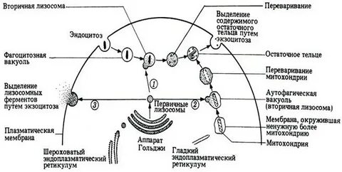 Первичные лизосомы содержимое