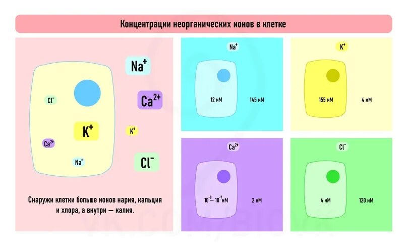 Концентрация ионов внутри и вне клетки. Схемы образования ионов из атомов. Как найти количество ионов в веществе. Мембранный потенциал клетки. Где больше ионов.