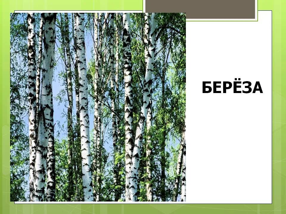 Презентация березка. Береза для детей. Береза дерево. Лиственные деревья береза. Береза для дошкольников.