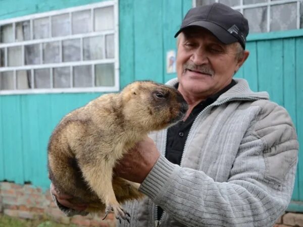 Сурок домашний. Сурок дома. Байбак. Домик для сурка. Купить сурка живого