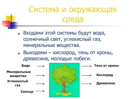 Окружающая система это