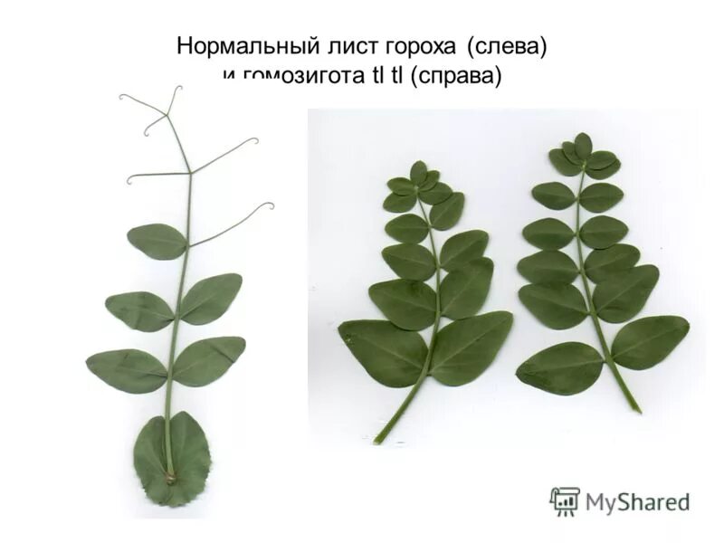 Тип листа гороха. Фенотип растения. Фенотипы клевера ползучего. Прилистники гороха посевного. Локус цветок.