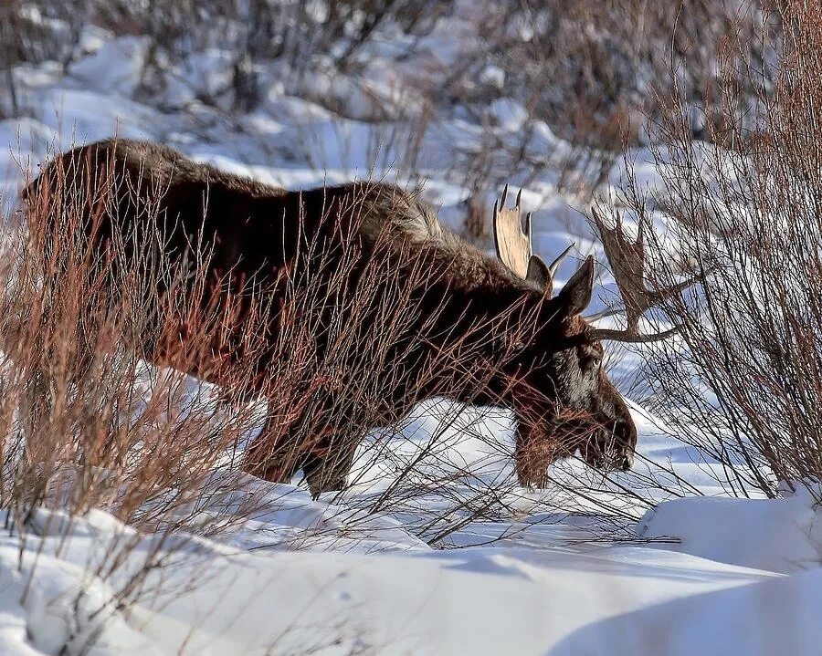 Как найти лося в лесу. Как найти лося в лесу. Пруд лось лось. Национальный парк лосиный остров лоси. Редкие животные лосиного острова.