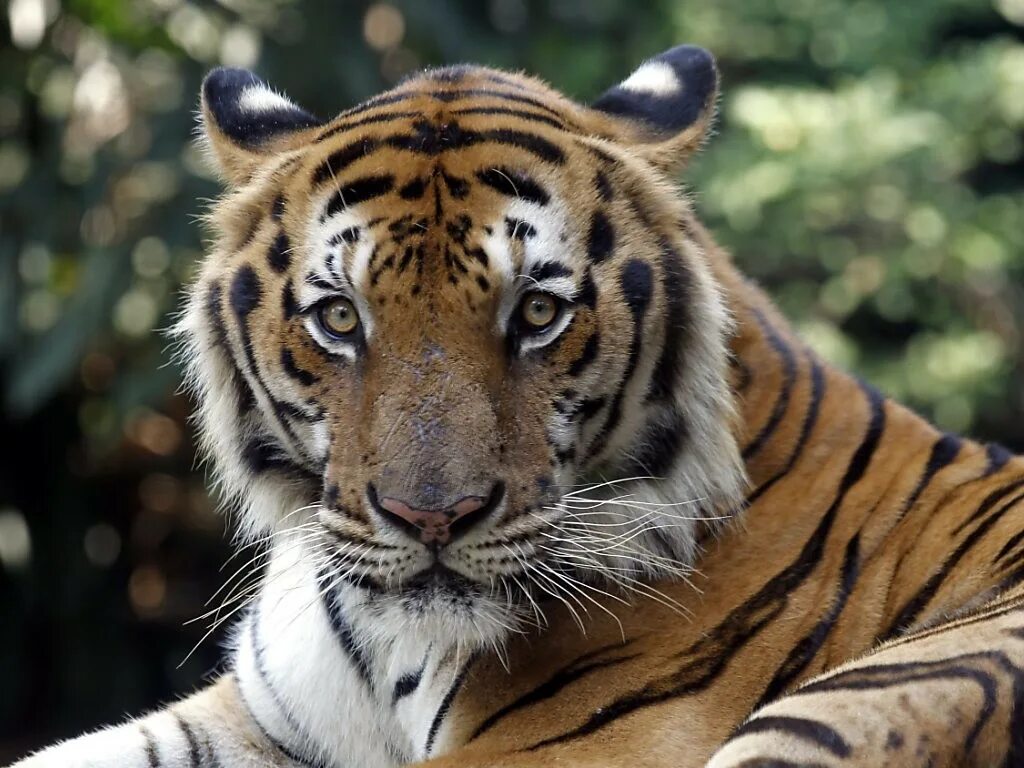 Der tiger er а если подумать. Оранжевый тигр. Торнадо тигр. Суматранский тигр. Тигр air.