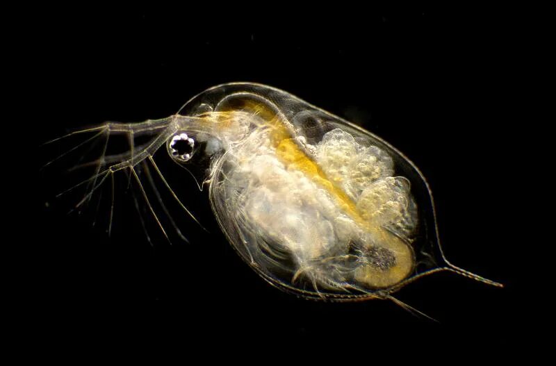 Дафния Пулекс. Дафния Пулекс Daphnia pulex. Зоопланктон дафния. Дафния хохлатая. Личинка стрекозы дафния