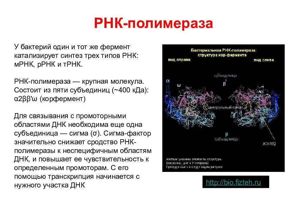 Транскрипция какой фермент. Строение РНК полимеразы у эукариот. ДНК зависимая РНК полимераза строение. РНК полимераза функции в транскрипции. Состав кор фермента РНК полимеразы.