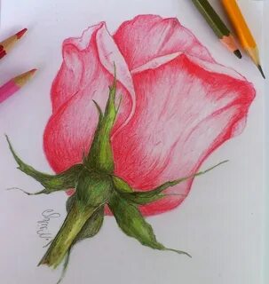 Цветные карандаши начинающим
