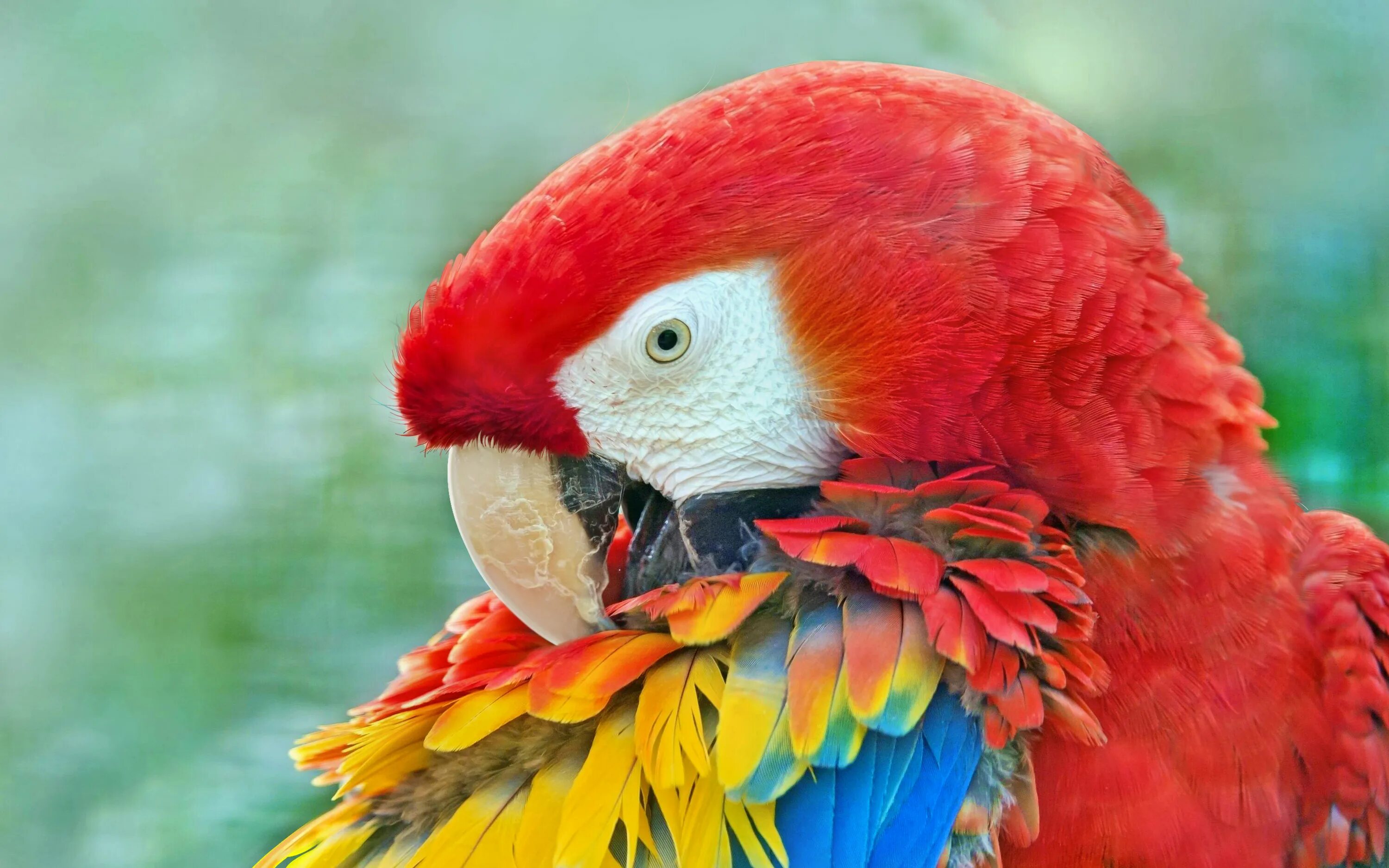 Большой цветной попугай. Попугай ара красный. Попугай ара крупным планом. Окрас попугая ара. Яркие животные.