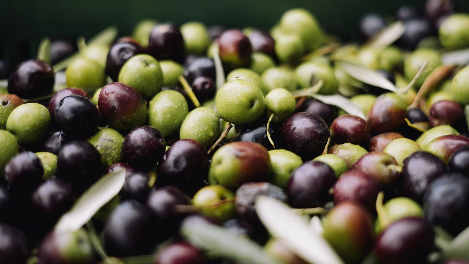 Польза косточек маслин. Оливки. Спелые оливки. Оливки и маслины. Что полезного в маслинах.