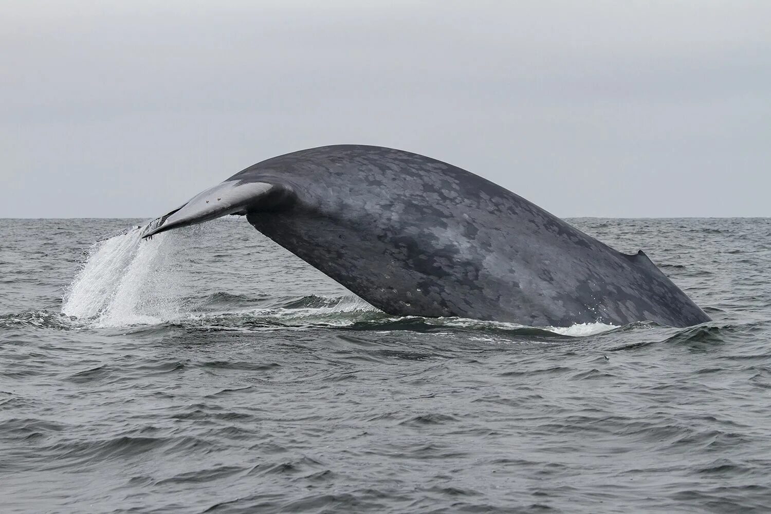 Синий кит. Синий кит блювал. Горбатый кит. Самый большой кит.