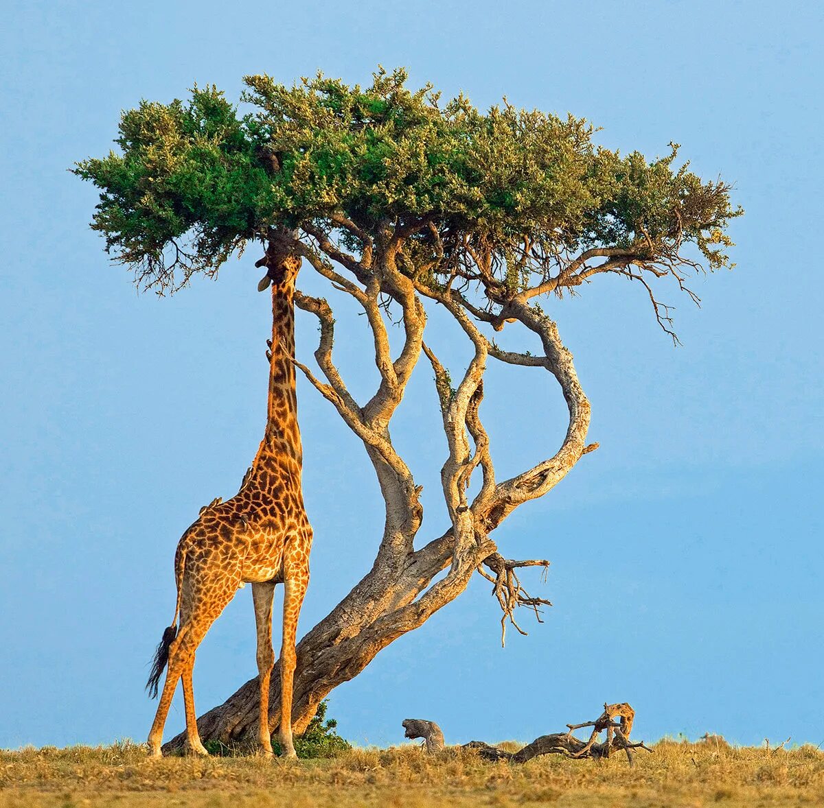 Какое животное выше. Жирафы в саванне. Жирафовая Акация Acacia erioloba. Жираф Саванна Африка. Деревья саванны.