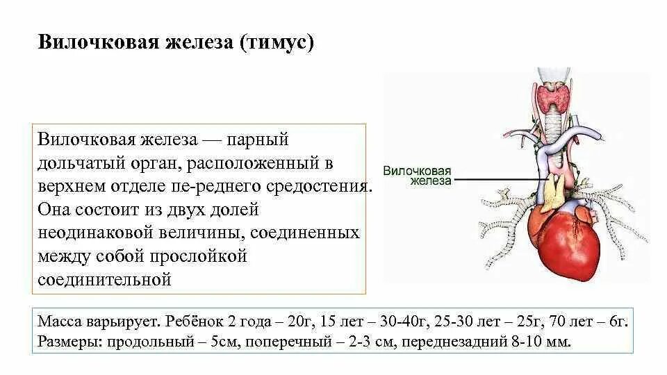 Вилочковая гормоны и функции. Вилочковая гормоны и функции