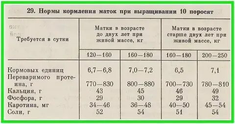 Можно ли поросятам давать свеклу