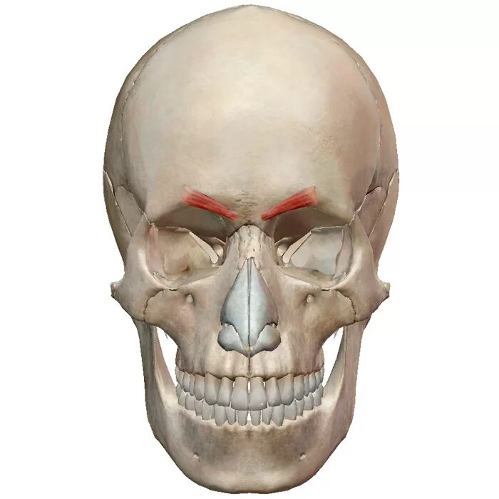 Особенности строения мимических мышц анатомия. Мышца, опускающая угол рта, m. Мышца поднимающая угол рта и крыло носа. Мышца, опускающая угол рта, m. Levator anguli oris.