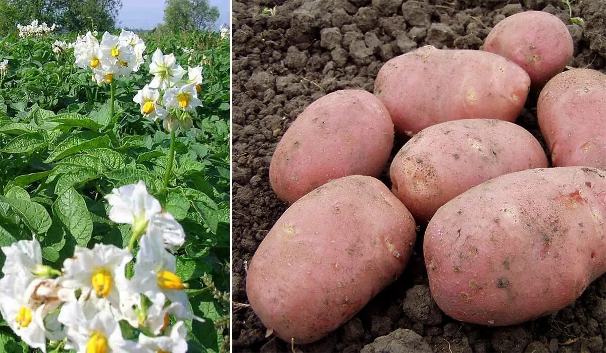 Картофель сорт жуковский. Картофель жуковский ранний. сорт хибинский ранний картофель. сорт картофеля жуковский. картофель суперэлита жуковский.