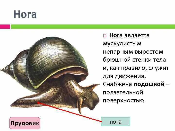 Нога имеет плоскую ползательную подошву. Малый прудовик подошва. Строение малого прудовика. Малый прудовик дыхание. Части тела прудовика.