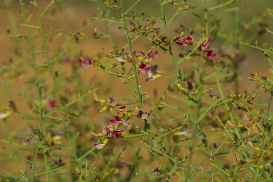 Верблюжья колючка в пустын. Селин растение пустыни. Кассита (cassytha). Девичья коса катины очки верблюжья колючка. Ров растение в таджикистане.
