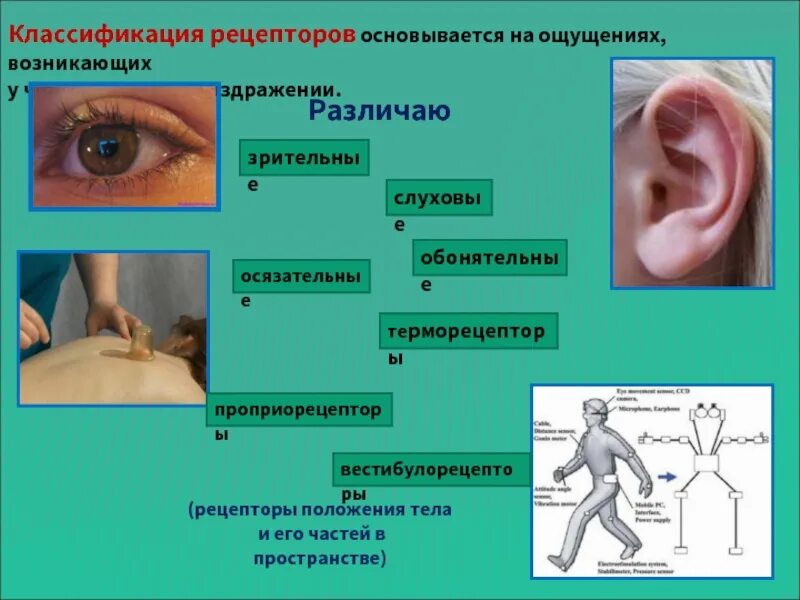 Слуховые и зрительные ощущения являются ощущениями