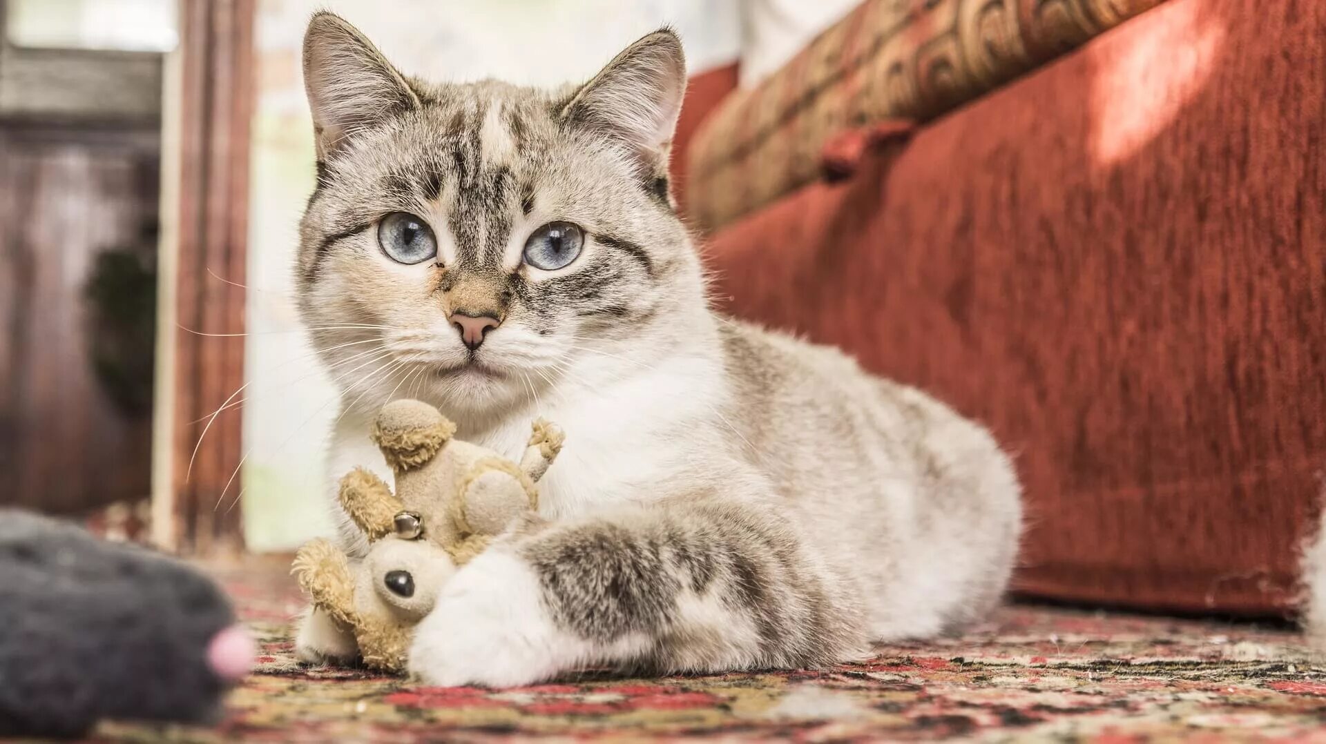 Уважение кошки. День уважения кошки. Праздник день уважения кошки. День уважения кошки картинки.